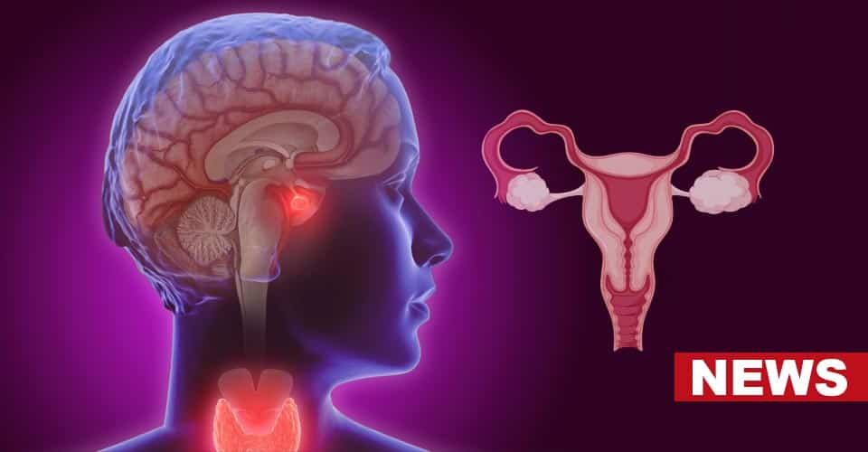 Research Provides Insight Into How Menopause Affects The Brain 2 Research Provides Insight Into How Menopause Affects The Brain