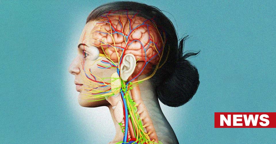 Vagus Nerves Help Us In Learning New Skills, Study Finds 2 Vagus Nerves Help Us In Learning New Skills, Study Finds