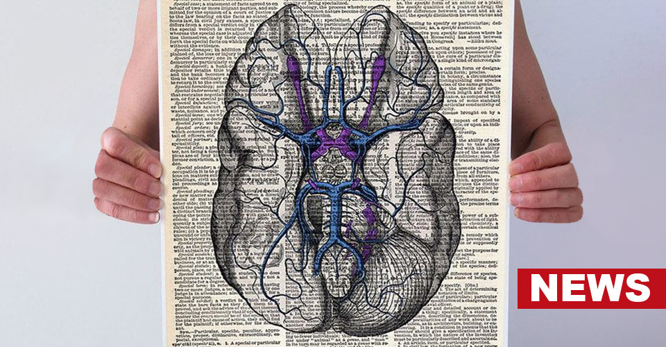 Why Human Brains Are Different From The Brains Of Animals? 10 Why Human Brains Are Different From The Brains Of Animals?