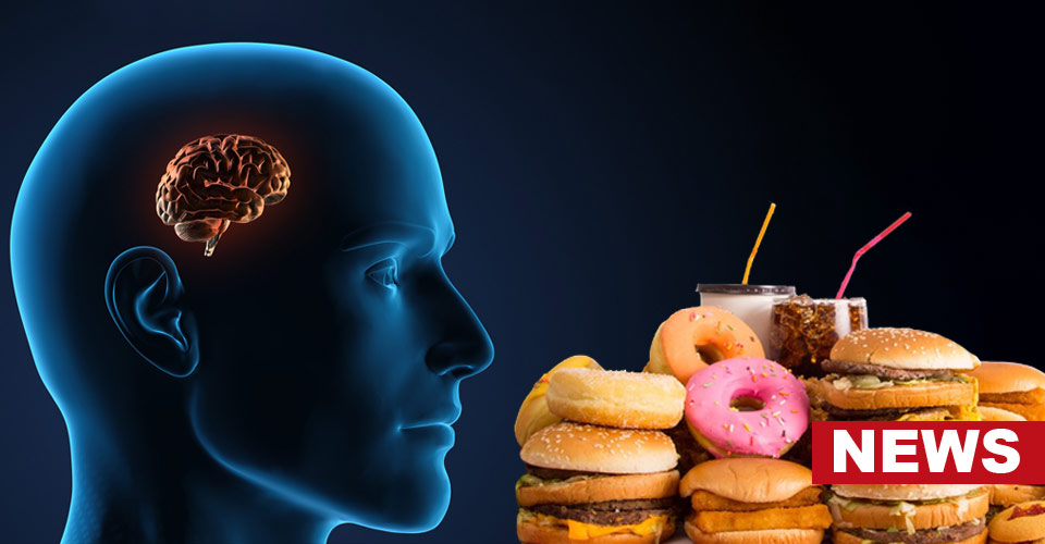 Do High-Fat Diets Shrink The Brain? Study Reveals 10 Do High-Fat Diets Shrink The Brain? Study Reveals