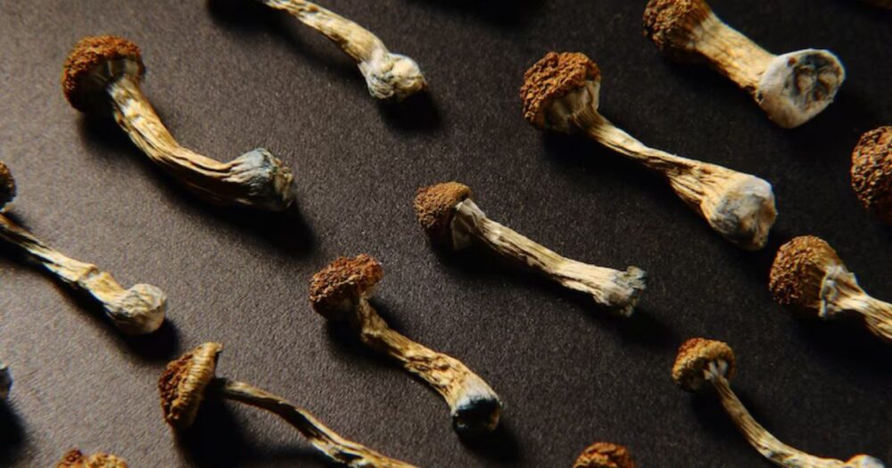 Midflight Crisis Sparks Questions About Magic Mushrooms, Sleep Deprivation, and Psychosis 14 Midflight Crisis Sparks Questions About Magic Mushrooms, Sleep Deprivation, and Psychosis