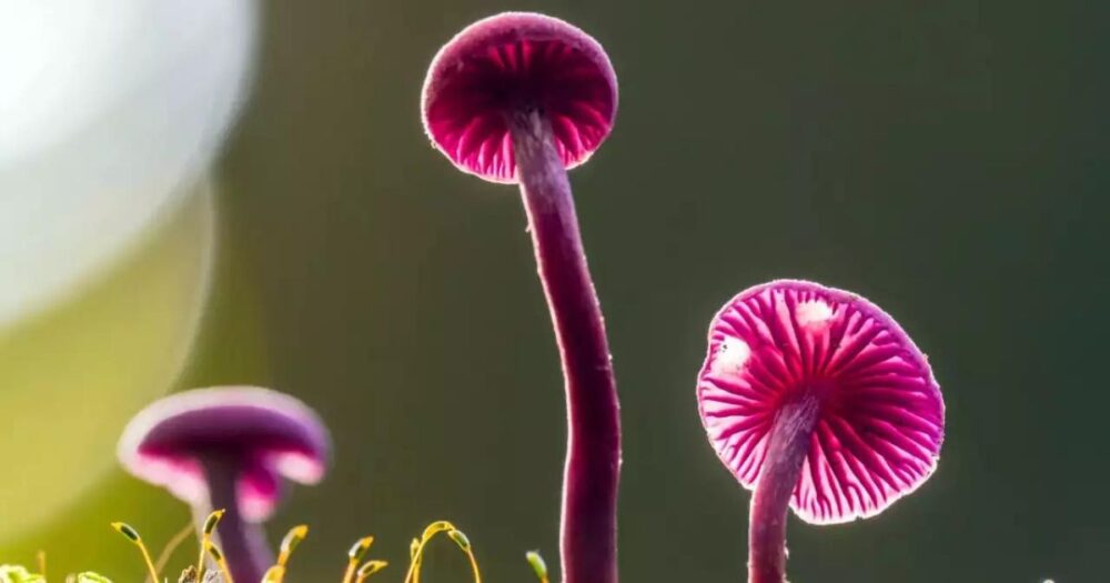 Unlocking the Therapeutic Potential of Psilocybin, Mushrooms Offer New Hope for Mental Disorders 13 Unlocking the Therapeutic Potential of Psilocybin, Mushrooms Offer New Hope for Mental Disorders