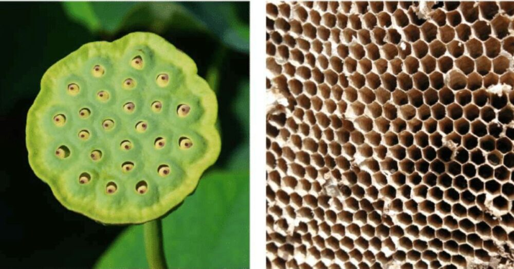 Unraveling Trypophobia: Understanding the Fear of Small Holes and How to Overcome It 21 Unraveling Trypophobia: Understanding the Fear of Small Holes and How to Overcome It