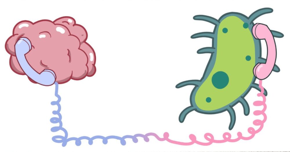 UVA Researchers Uncover Potential Link Between Gut Bacteria and Mental Health 27 UVA Researchers Uncover Potential Link Between Gut Bacteria and Mental Health